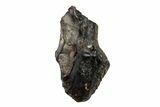 Fossil Nodosaur Tooth - Judith River Formation #260314-1